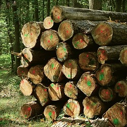 pile of cut logs with spray marks