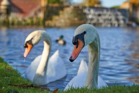 A pair of swans basking in the sun at Bushy Park (The Royal Parks)