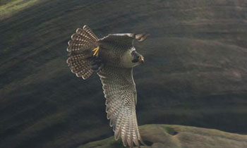 Pergrine falcon (Image: Peak District National Park)