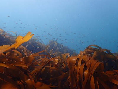 seaweed with fish swimming in the background