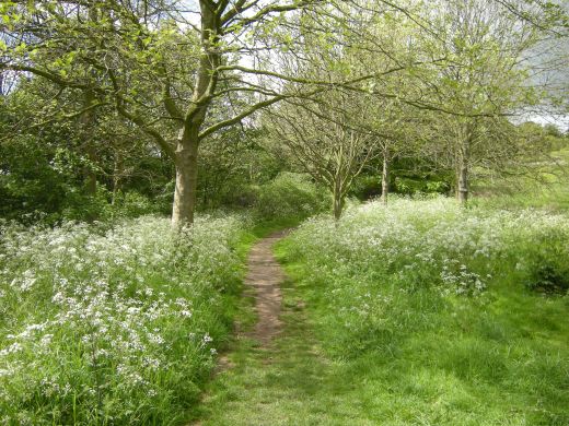 Green Jobs for Nature: More Opportunities and Pathways Than You Might Think