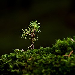 small pine seedling growing in moss (image: pixabay)