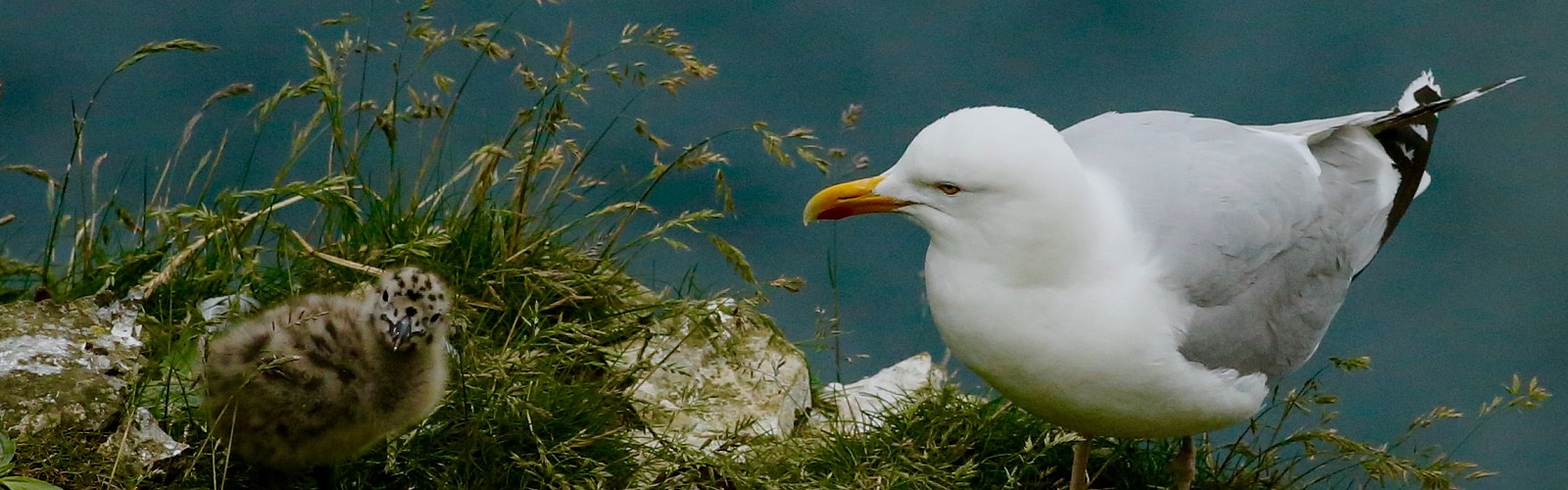 seagull and chick on cliff (image: James Wainscoat on unsplash)