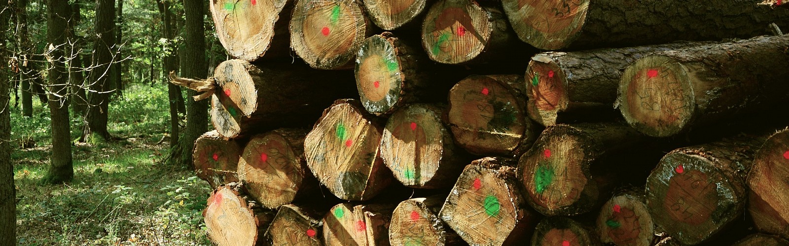 pile of cut wood with spray marks on the cut ends (image: congerdesign / pixabay)