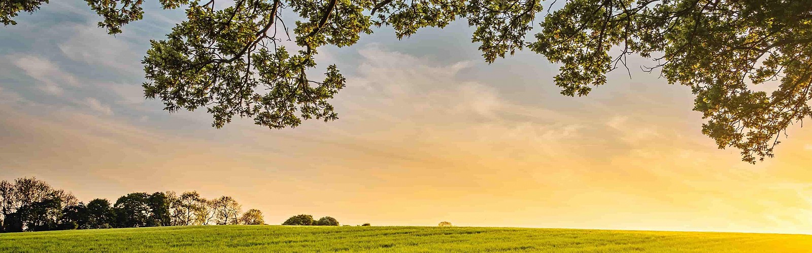 Field and Sunset