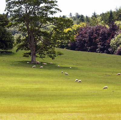 parkland in the South Downs (Pixabay)