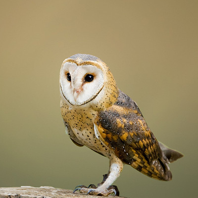 barn owl (image: Jean van der Meulen via Pixabay)